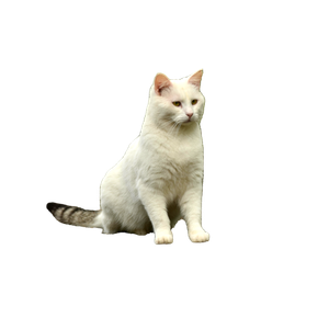A White Cat With A Striking Tail Sits Outdoors On A Pavement Surrounded By Green Grass. 19244 - Cat PNG image with transparent background
